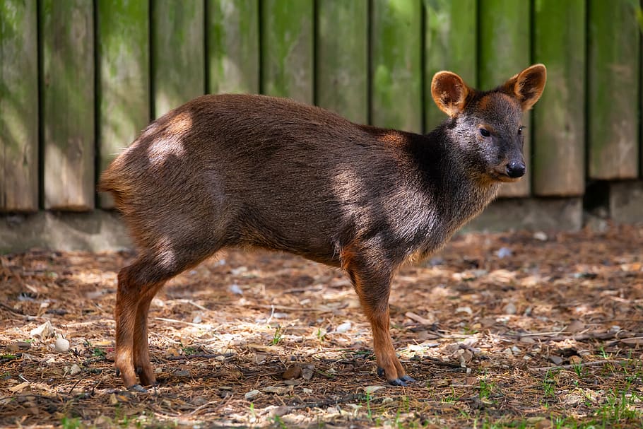 world's smallest deer, chilean pudu, pudu, deer, small, cute, wild, nature, young, mammal