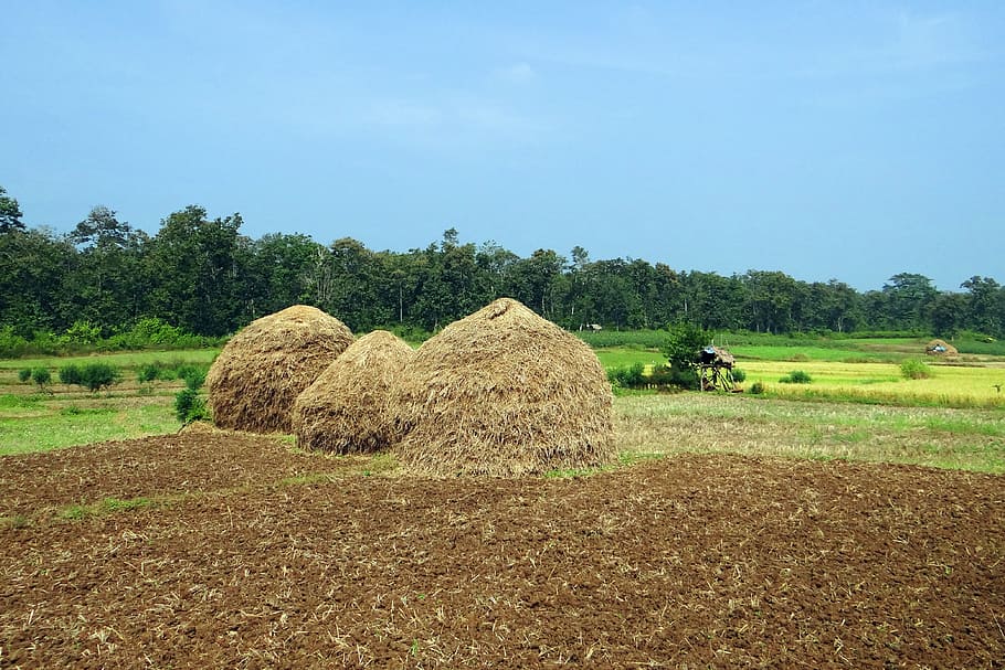 Paddy, Colheita, Feno, Pilha, Trabalhadores, colheita de arroz, pilha de feno, Kalghatgi, Dharwad, Índia