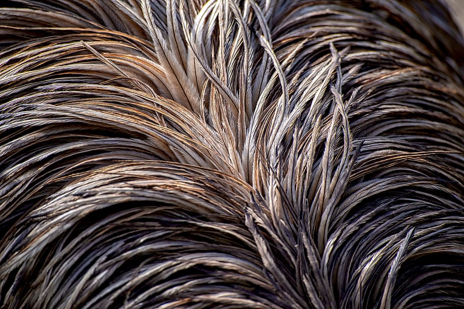plumage, feather, emu, bird, close-up, texture, brown, backgrounds, full frame, animal