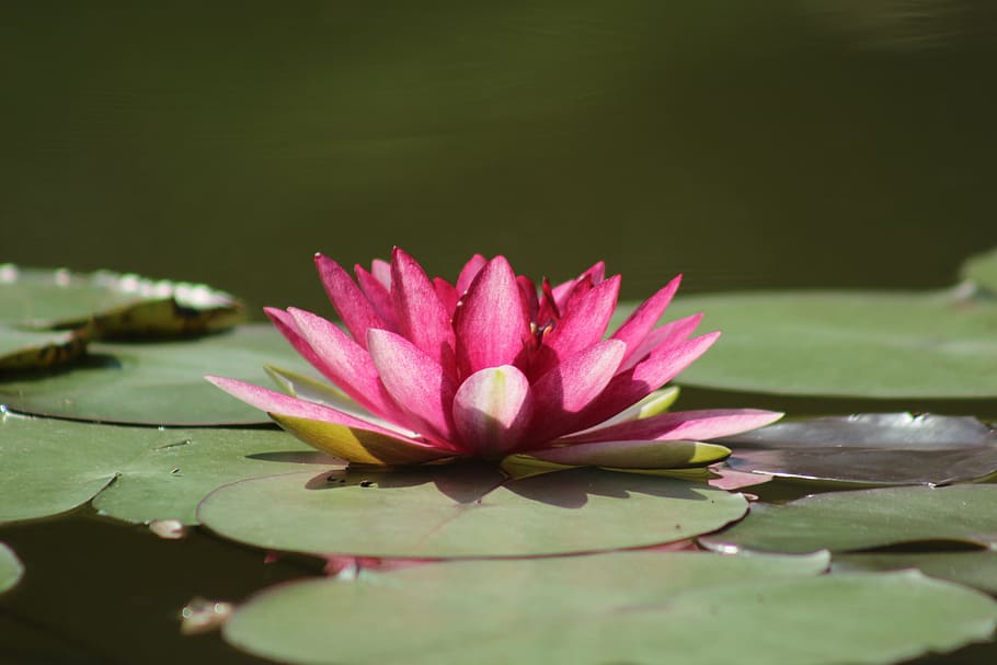 purple, lotus flower, lilypad, water lilies, pond, zen, water Lily, lotus Water Lily, nature, petal