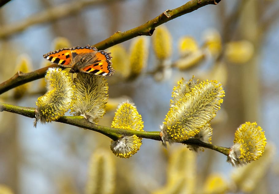 butterfly, pussy willow, spring, summer, blossom, bloom, nature, yellow, plant, insect