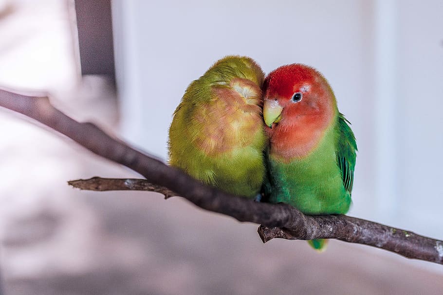love, birds, branch, bokeh, animal, tree, parrots, green, nature, bird