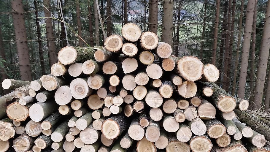 forest, wood, log, pile of wood, nature, tree, bark, lumberjack, tribe, timber