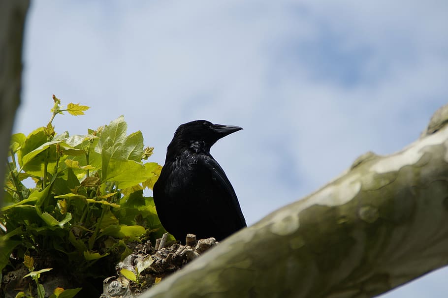 raven, crow, carrion crow, raven bird, bird, black, unlucky wretch, sky, plane, tree