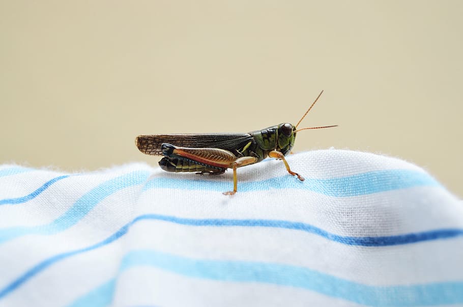 black, brown, cricket, white, blue, striped, linen, lubber, grasshopper, stripe
