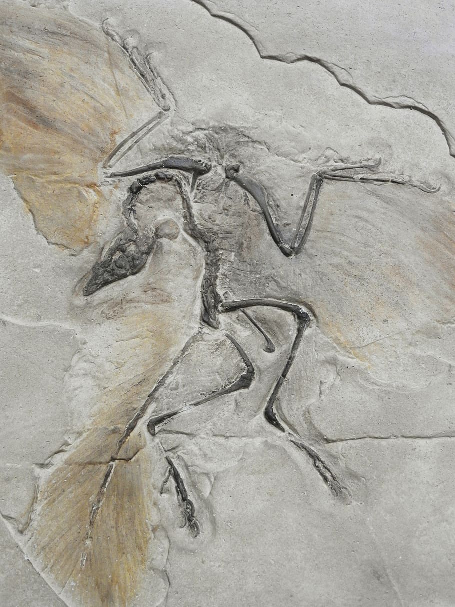 archaeopteryx lithographica, arheopteryx, pássaro pré-histórico, pré-histórico, dinossauro, carnívoro, pássaro, esqueleto, fóssil, ninguém