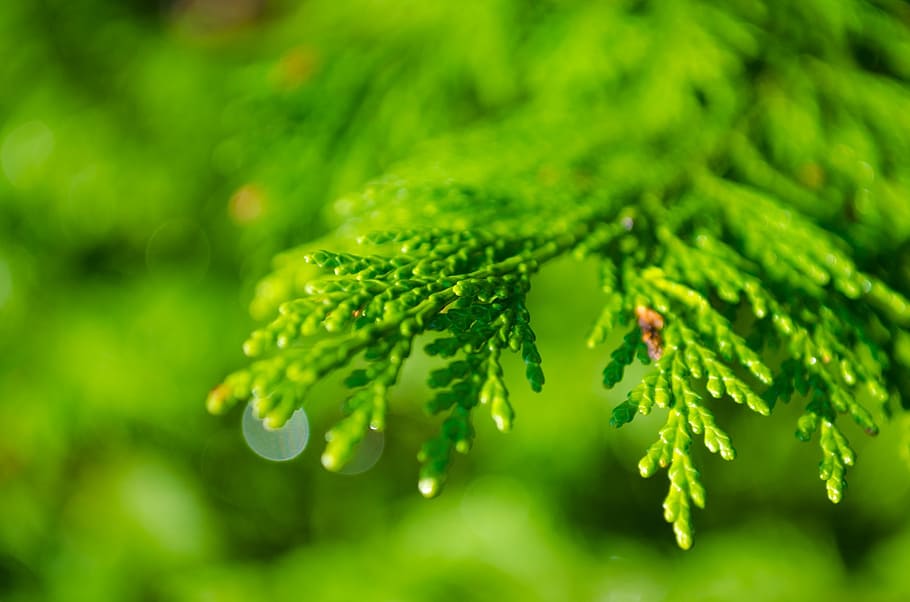 selective, focus photo, green, leafed, plant, background, branch, coniferous, dew, drop