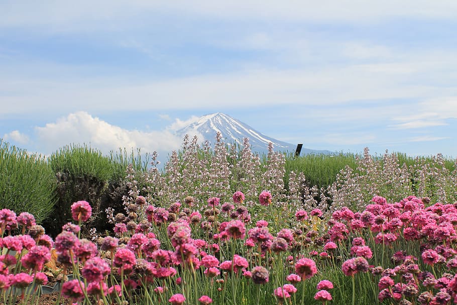 rosa, jardín de flores, durante el día, Japón, Monte Fuji, Fujisan, Fuji San, flor, naturaleza, flores silvestres