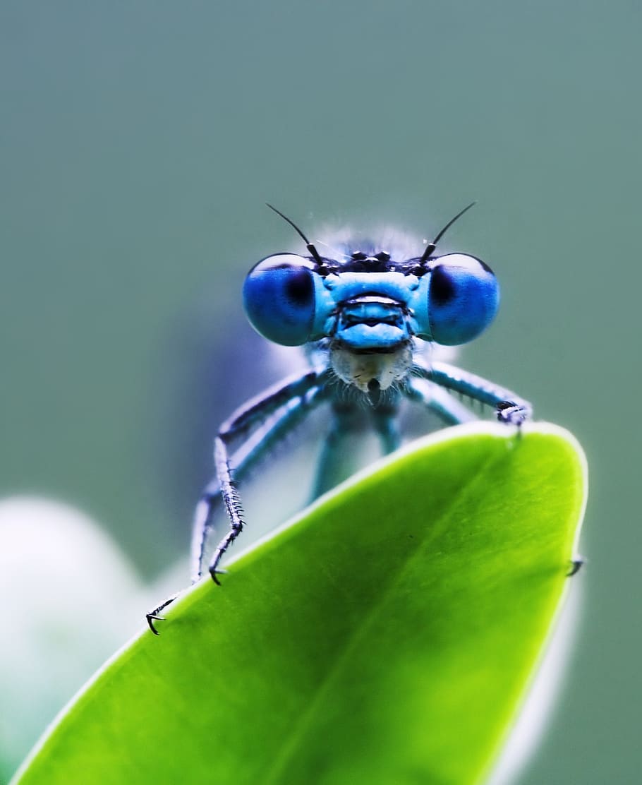 macro photography, blue, damselfly, perched, green, leaf, dragonfly, insect, macro, close