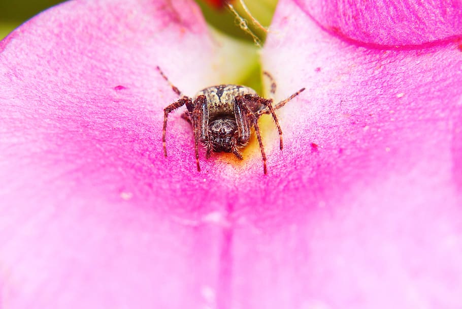 kołosz slit, spider, scary, hairy, petal, lily, insect, animals, nature, at the court of