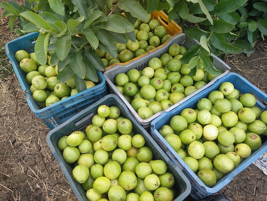 guava, guava tree, tropical fruits, guava fruit, fruit basket ...
