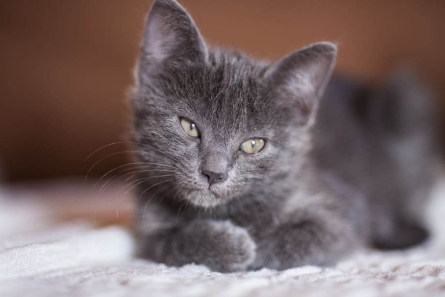 russian blue cat, cat, grey, animals, pets, animal, overview, cute, eye, kitty