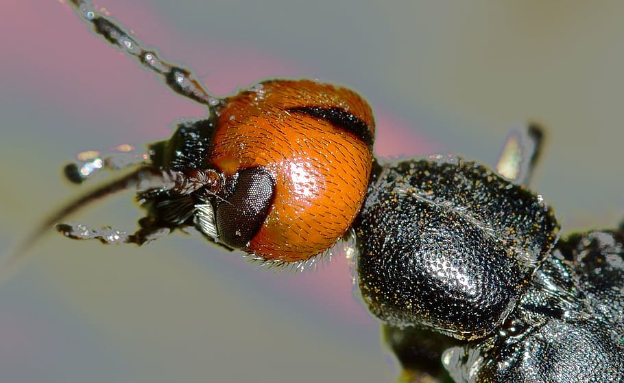 foto macro, negro, naranja, falso, escarabajo bombardero, insectos, escarabajos, nero, cabeza, rossa