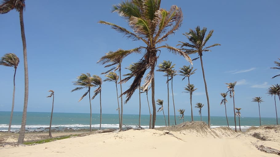 playa, ceará, brasil, clima tropical, palmera, mar, cielo, tierra, agua, árbol