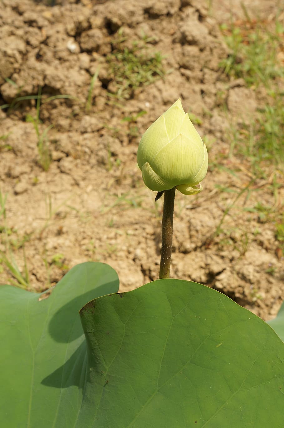 lotus flowers, white lotus, the lotus-bud, plant, growth, leaf, plant part, green color, nature, beauty in nature