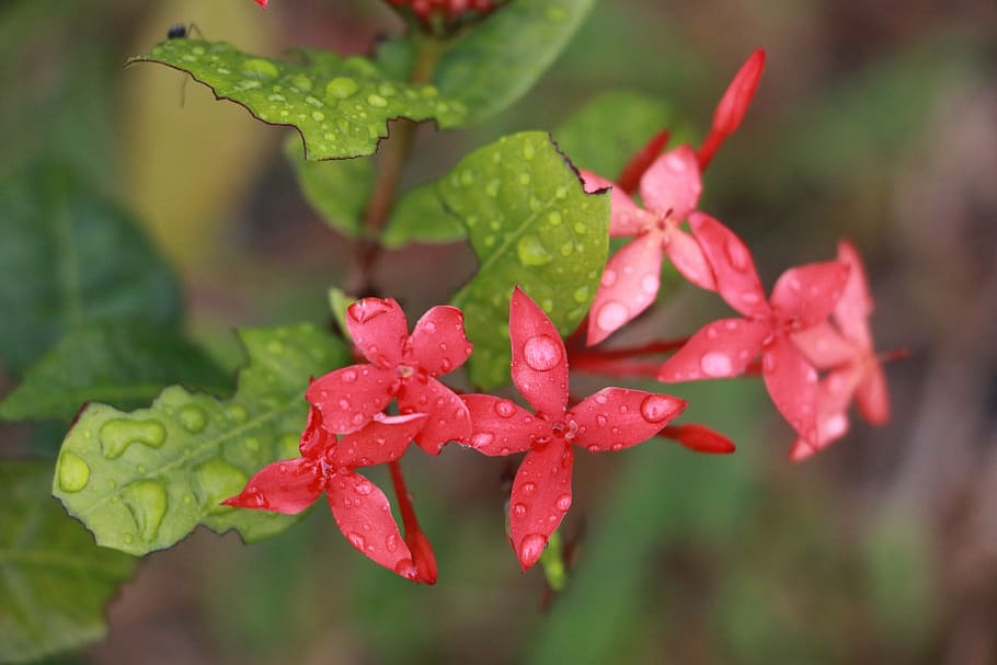 flower, ixora, nature, floral, water drops, beauty in nature, plant, red, wet, plant part
