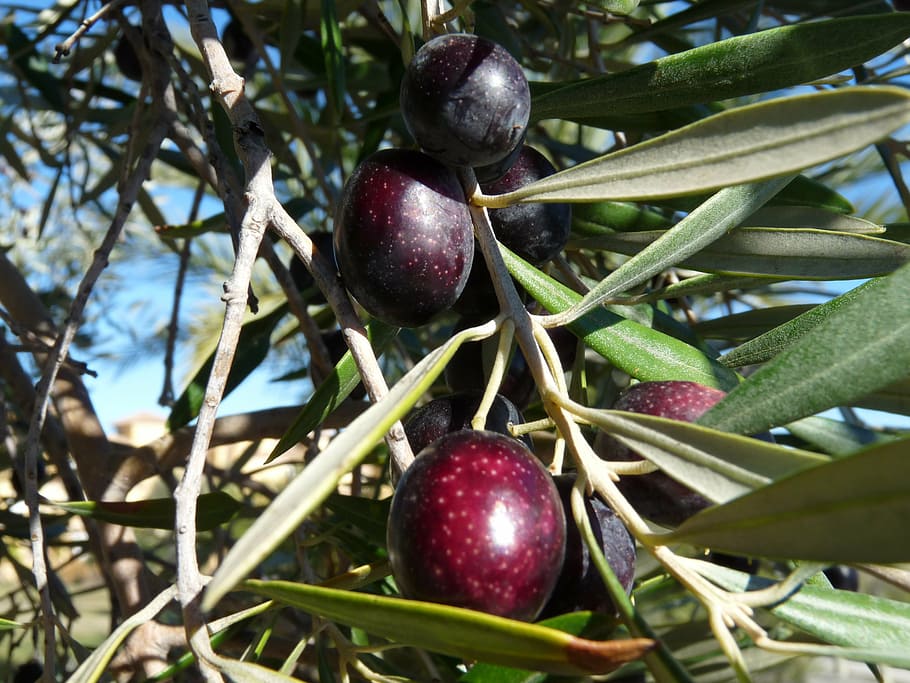 tree, fruit, olive, olivier, nature, orchard leaves, black olives, organic products, eco products, food
