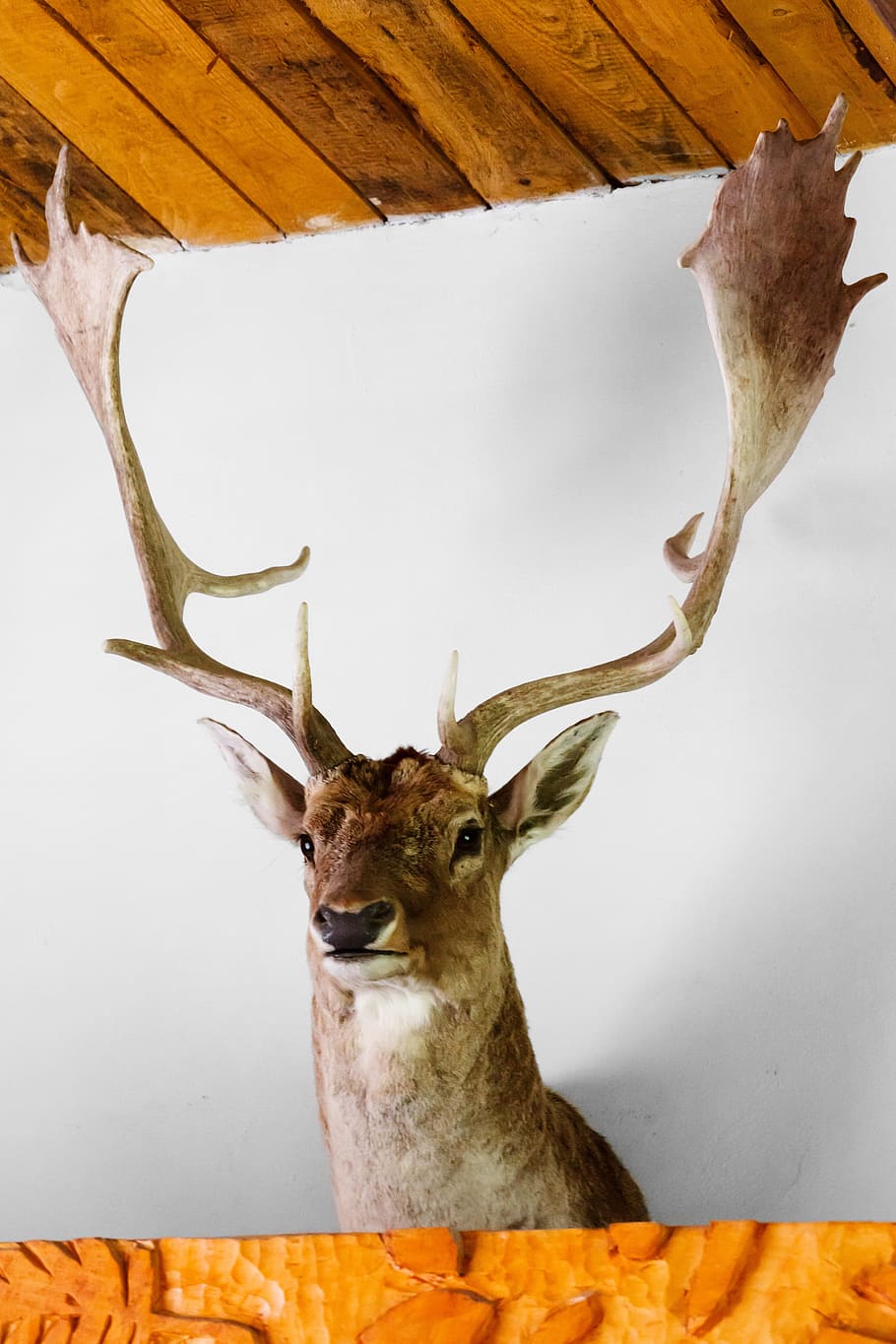 brown, deer wall decor, Animal, Antler, Antlers, Buck, Deer, head, herbivore, horn