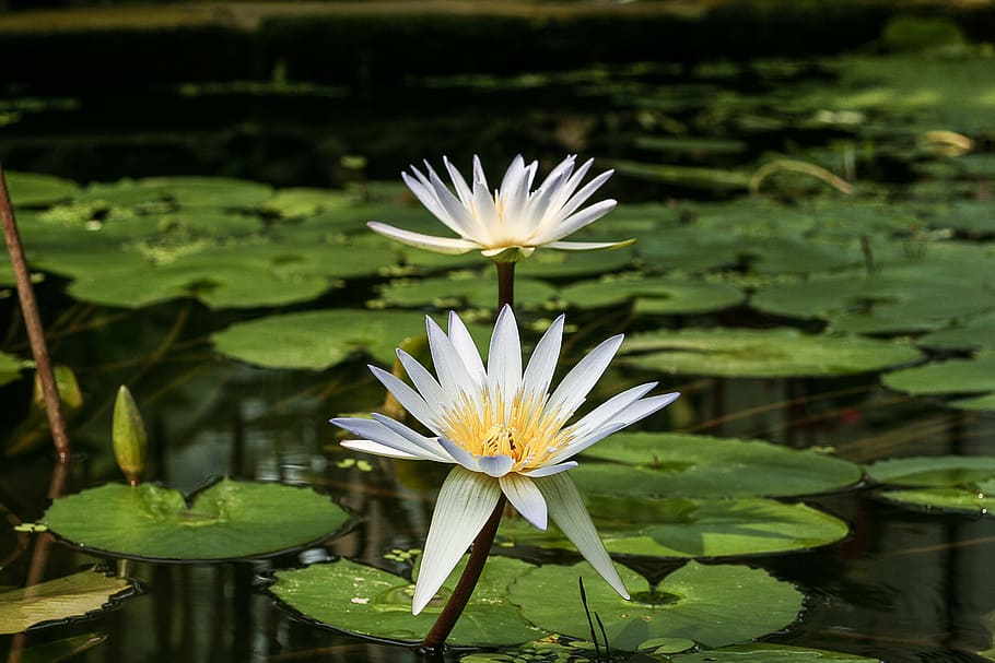 white water lily, nymphaea micrantha, water lily, flower, plant, flora, garden, flowering plant, lake, water