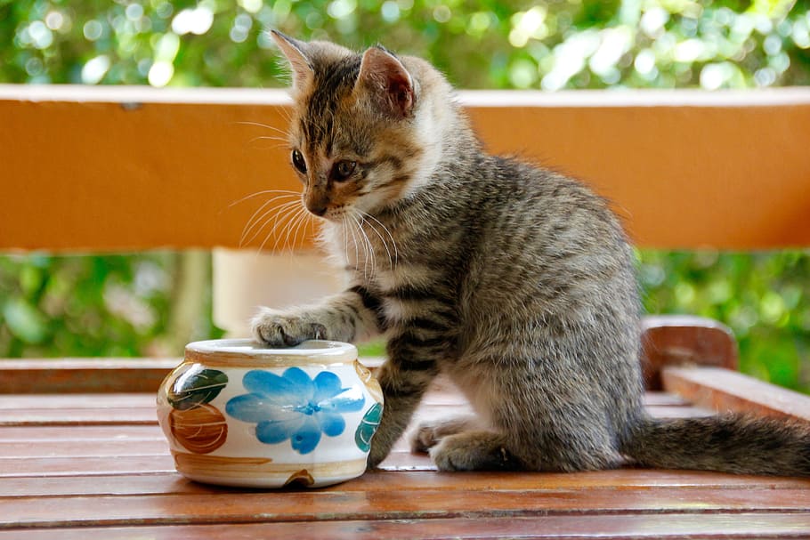 grey, kitten, ceramic, vase, brown, wooden, table, cat, cat baby, cute