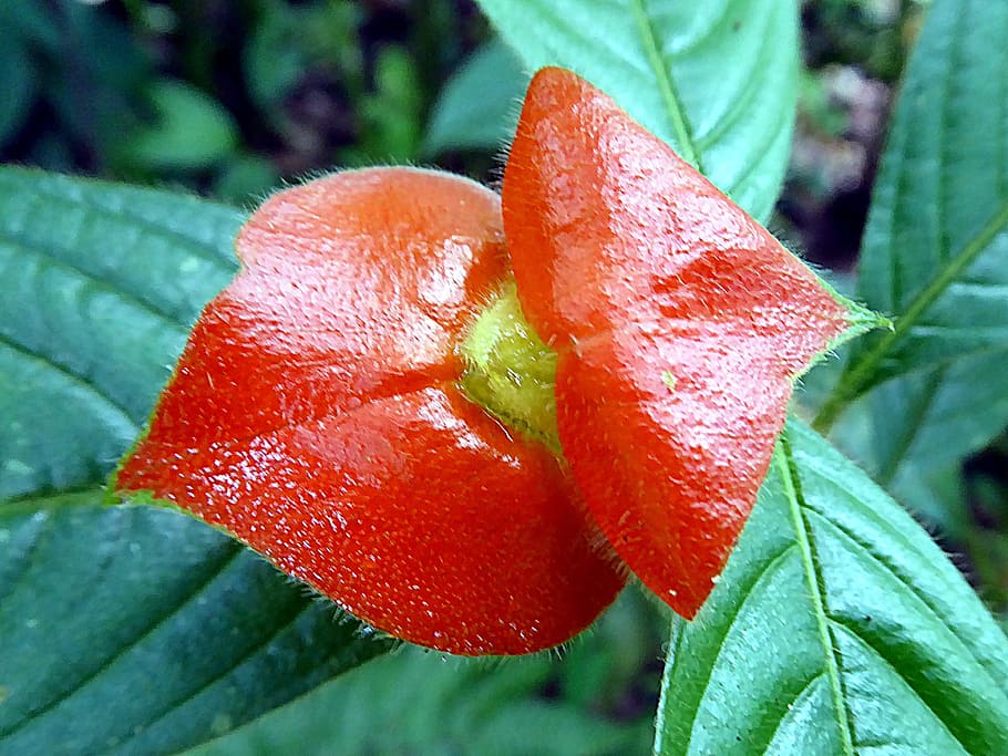 Flower, Psychotria, Red Lips, Rubiaceae, costa rica, leaf, red, growth, plant, close-up