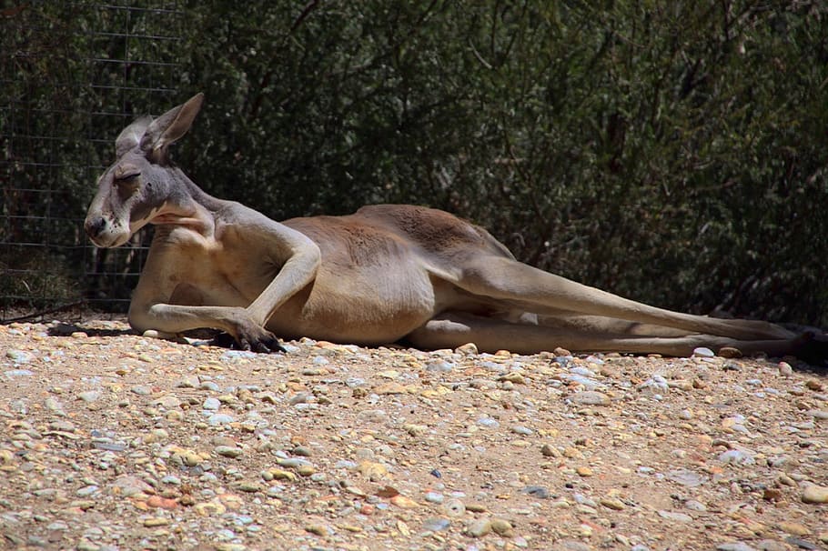 canguro, reclinado, suelo, plantas, descanso, mirando, vida silvestre, australiano, zoológico, marsupial
