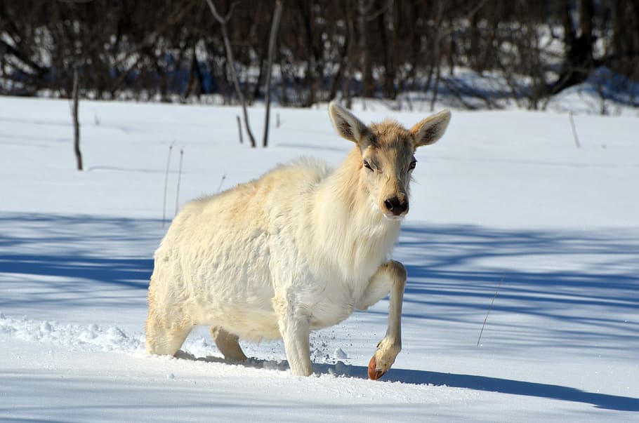 elk, white, wildlife, animal, wild, mammal, nature, canada, pregnant, snow