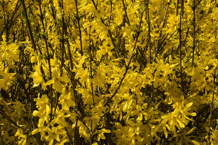 Forsythia, Kuning, Bunga, Tunas, bunga kuning, tutup, musim semi, catatan publik, alam, estetika