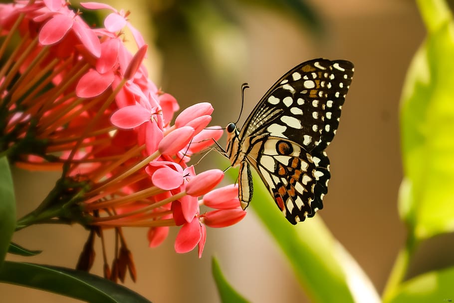 butterfly, nature, lime butterfly, summer, fauna, colours of nature, spring, seasons, flower, flowering plant