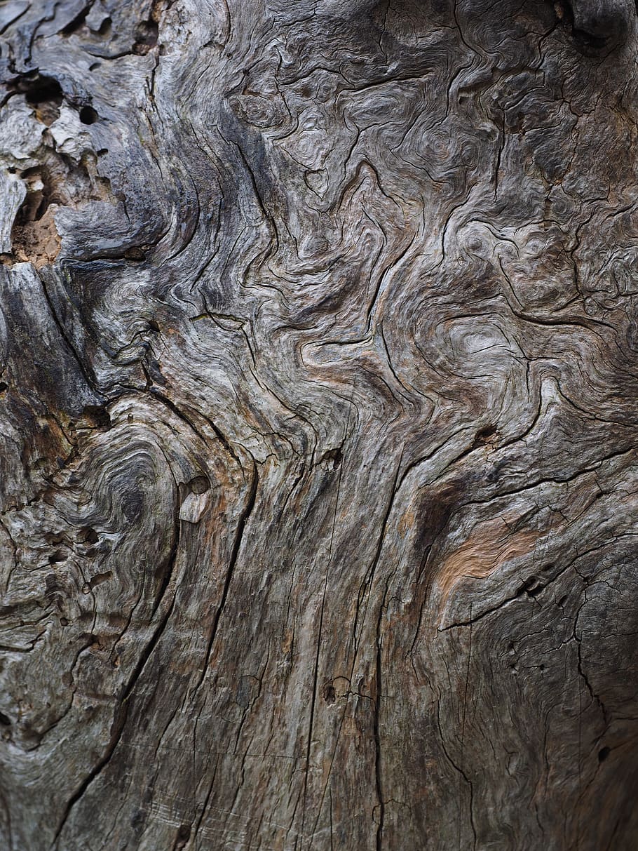 wood, grain, texture, tree, root, backgrounds, full frame, textured, pattern, close-up