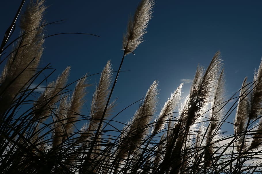in japan, millet, root-grass, tall grass, plants, backlight, winter, nature, sky, plant