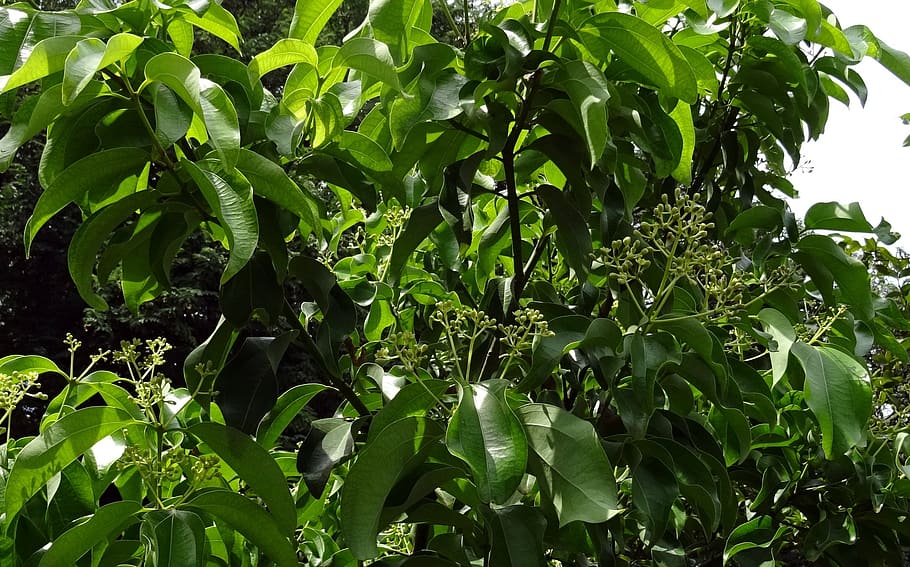 laurel indio, canela, cinnamomum tamala, cinnamomum verum, árbol, especias, hojas, flor, flora, tejpat