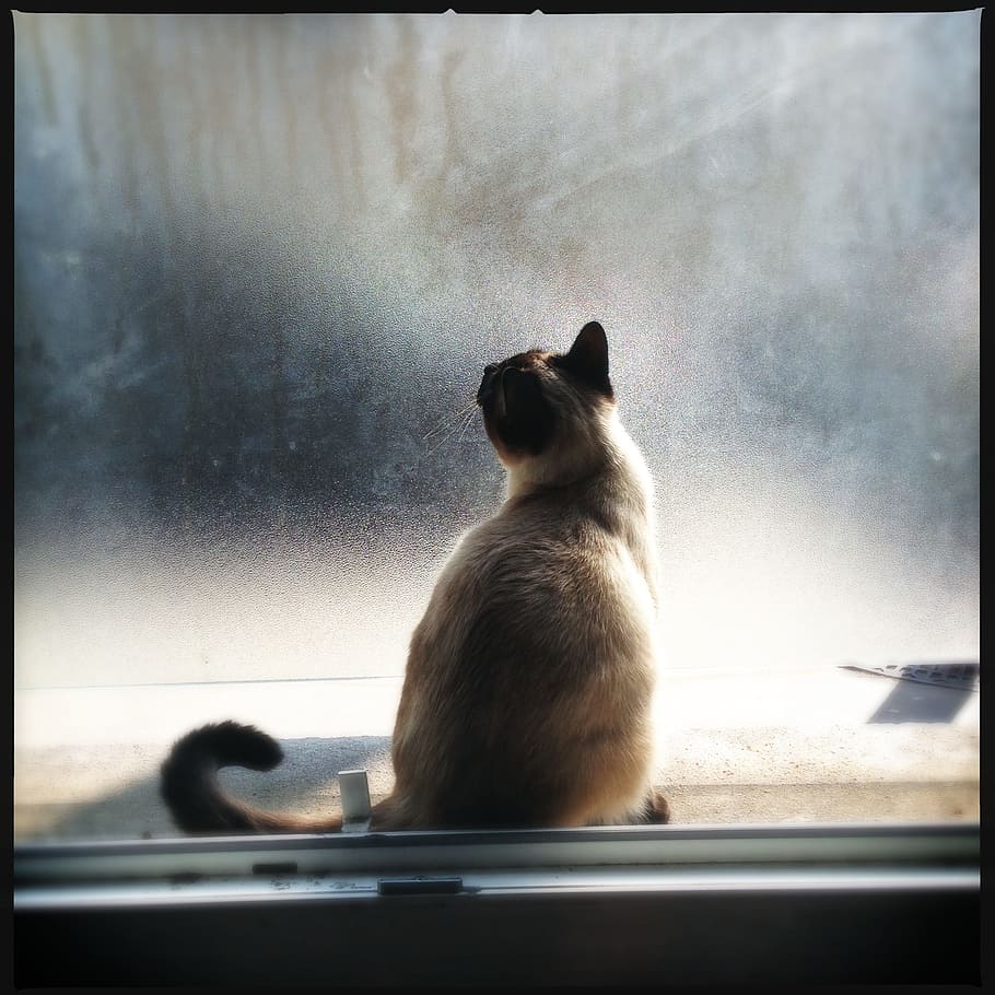 orange, tabby, cat, sitting, glass window, window, light, pet, feline, animal