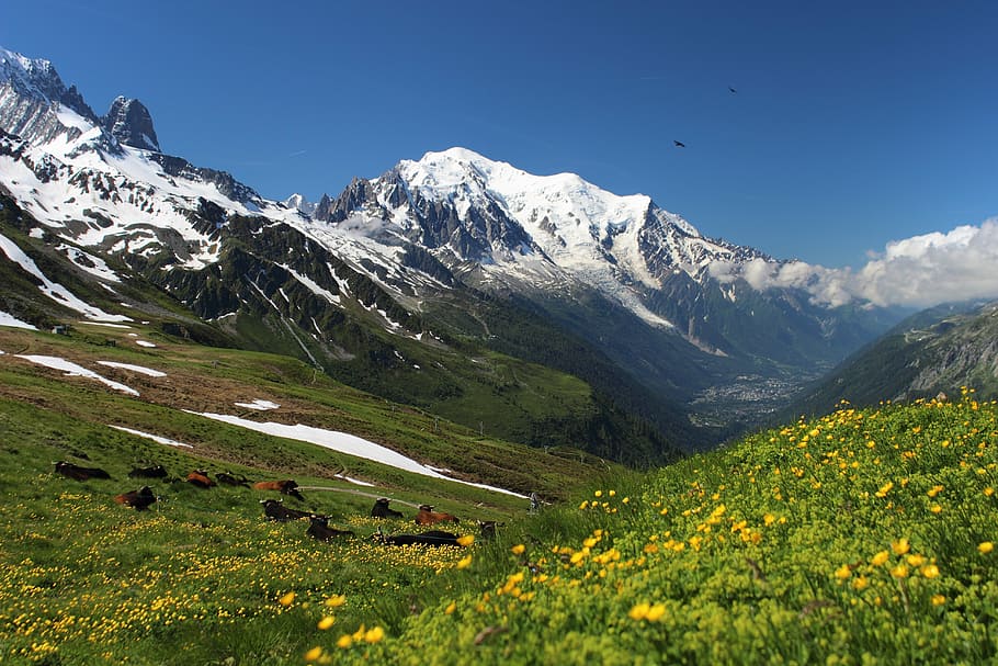 snow, covered, mountain, green, grass field, bottom, mont blanc, tour mont blanc, alps, migration