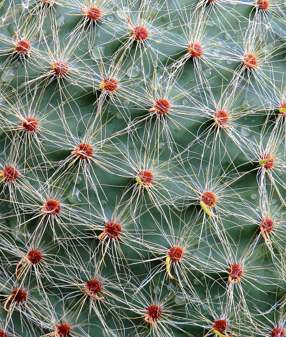 cactus, sting, plant, prickly, close up, texture, background, cactus blossom, blossom, bloom