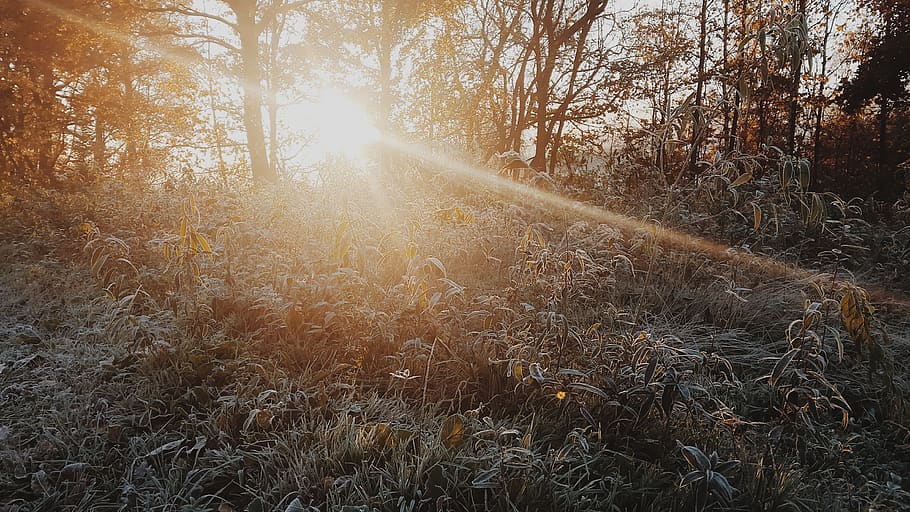 sunshine, sunlight, sun rays, plants, trees, bushes, forest, woods, nature, outdoors