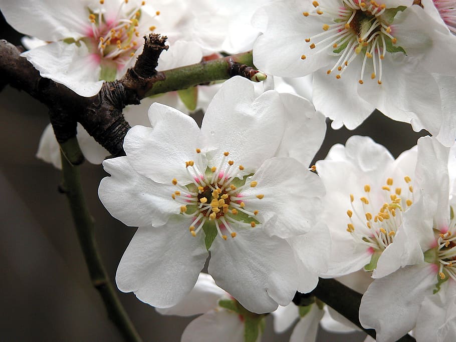 Flower, Almond, Blossom, Nature, White, tree, bloom, blossoming, outdoor, growth