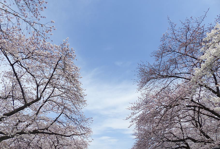 trees during daytime, sakura, japan, cherry, nature, flower, tree, blossom, spring, blooming