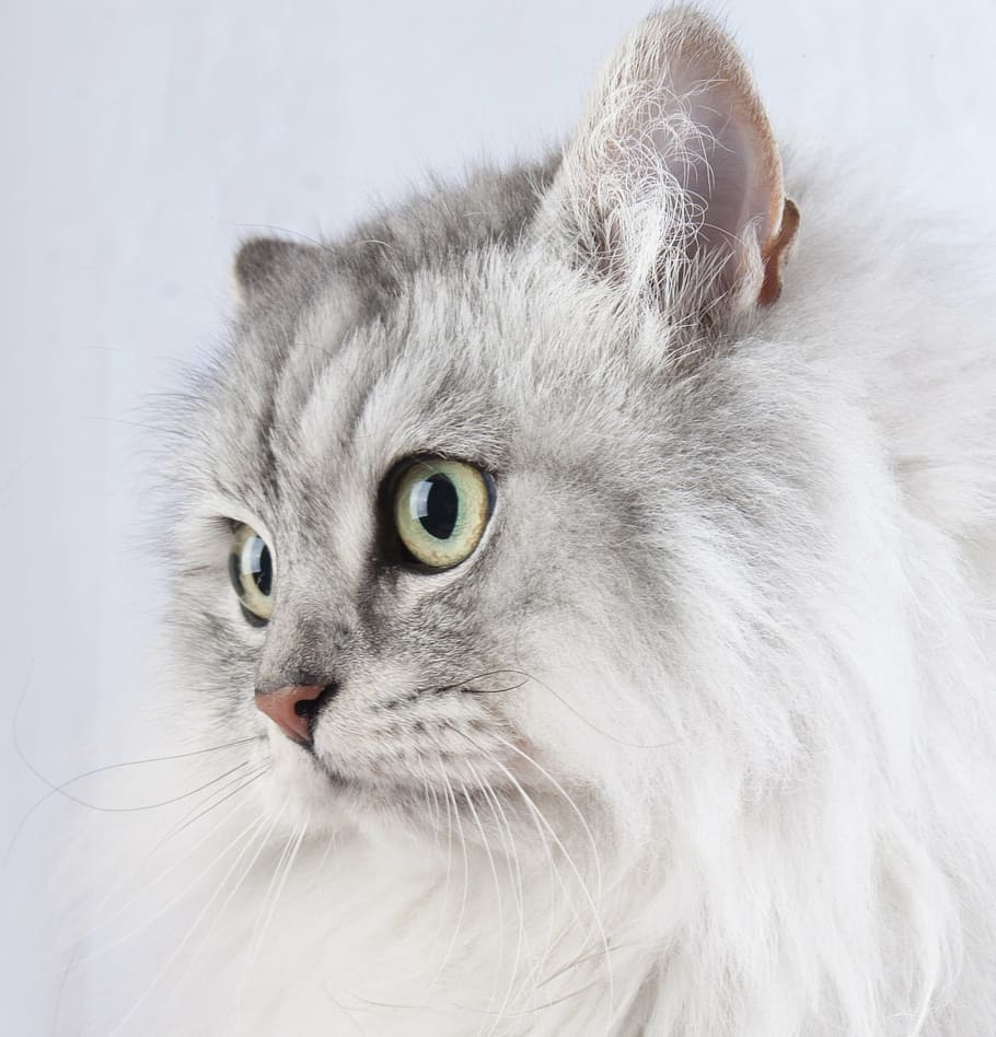 closeup, long-haired whit ad, gray, cat, pet, animal, pets, domestic Cat, cute, domestic Animals