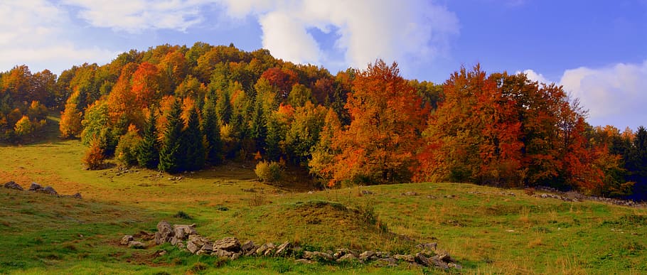 brown, green, trees, field, daytime, forest, autumn, prato, trail, excursion