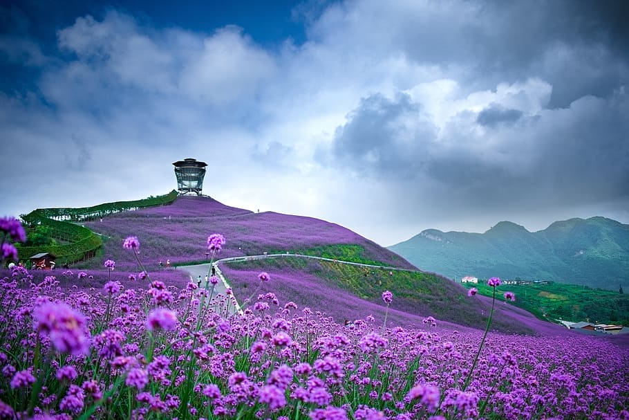 purple, flower field, gray, white, cloudy, sky, daytime, china, guizhou, tongzi