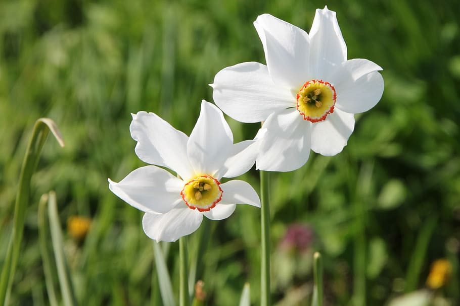 Daffodil, Flowers, Garden, Geranium, jonquils, narcissus, white, plants, spring, flower