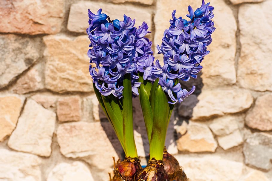 hyacinth, blue, stone wall, flowers, spring flower, flowering plant, flower, fragility, vulnerability, plant