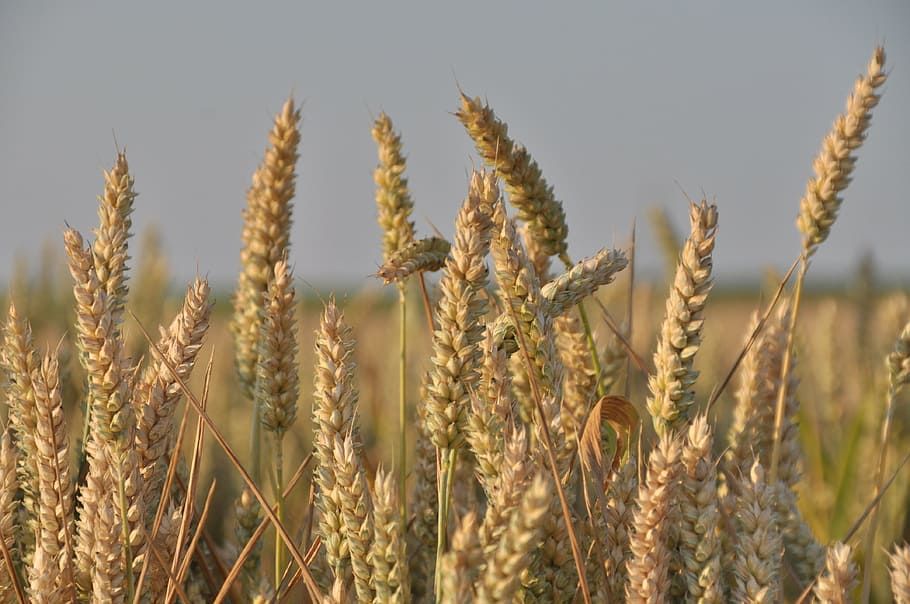 natureza, cereais, amarelo dourado, paisagem, campo de trigo, grãos, planta de cereal, agricultura, colheita, trigo