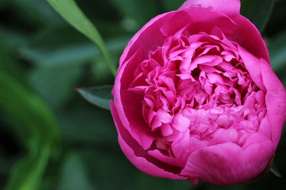 selective, focus photography, blooming, pink, peony flower, peony, blossom, bloom, flower, plant