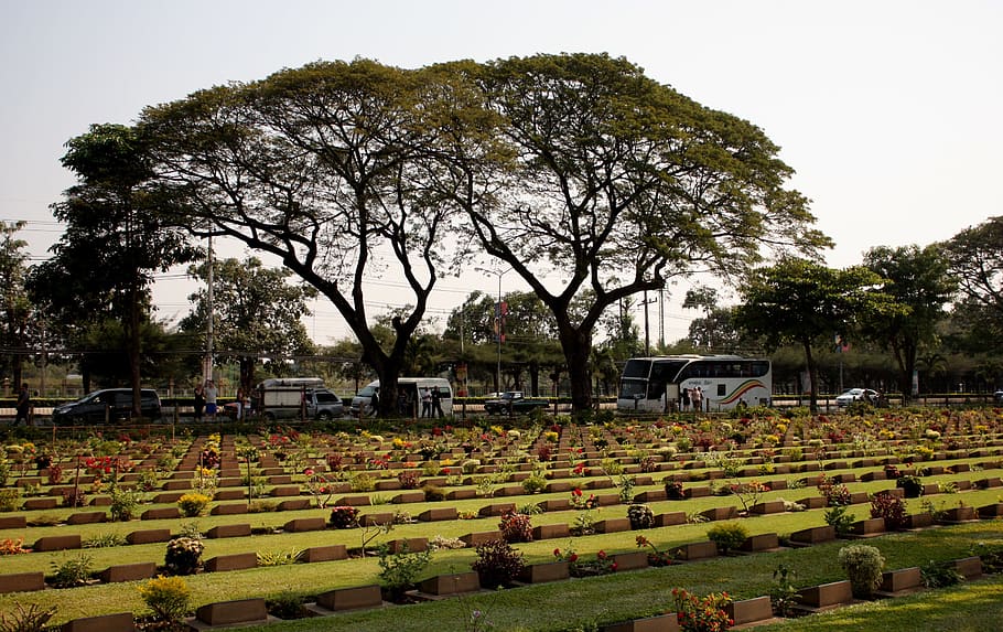 cementerio, alianza militar, japón, kanchanaburi, guerra mundial 2, gira, río kwai, kanchanburi, árbol, planta