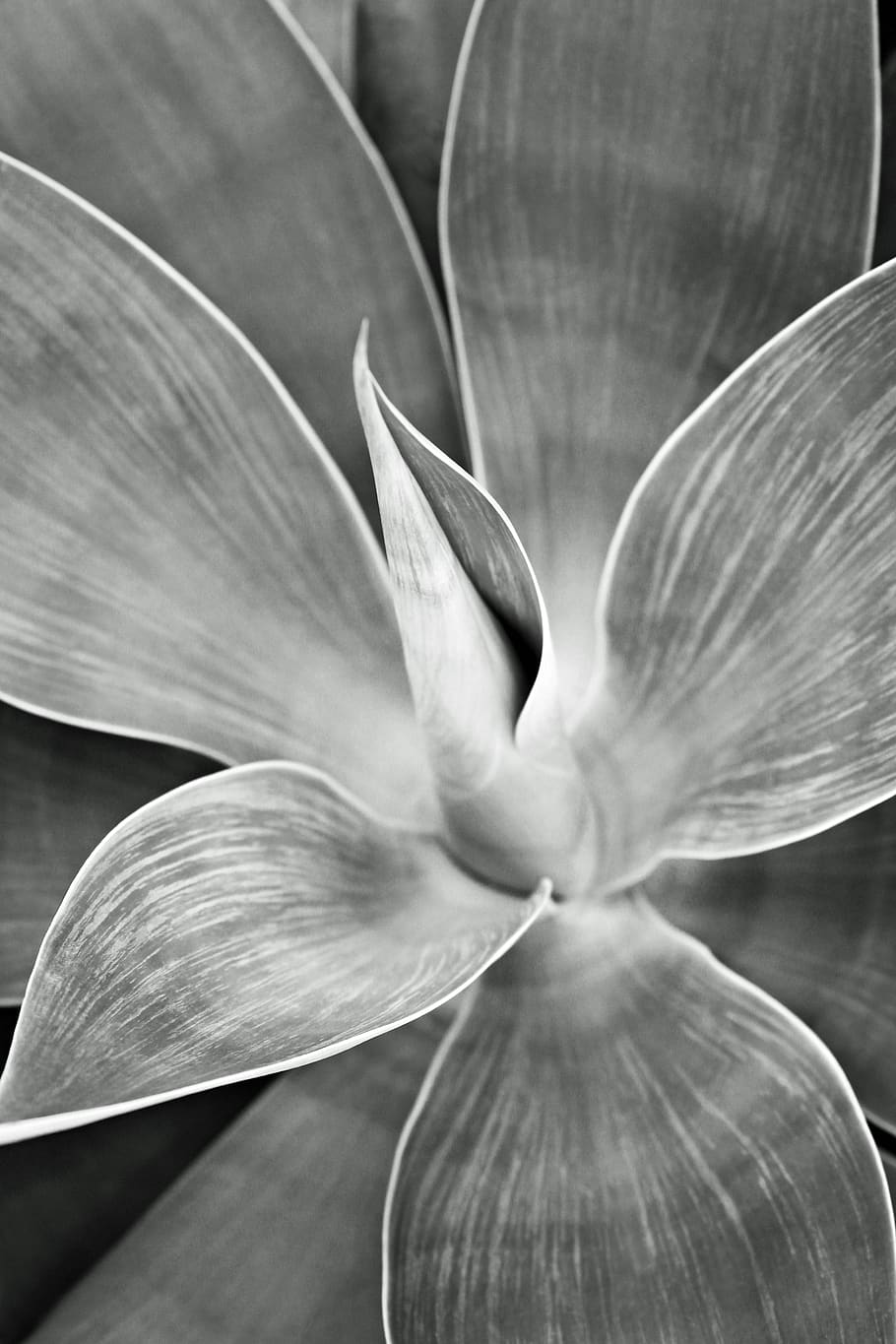 agave, plant, tropical, desert, botany, leaves, exotic, succulent, nature, black and white