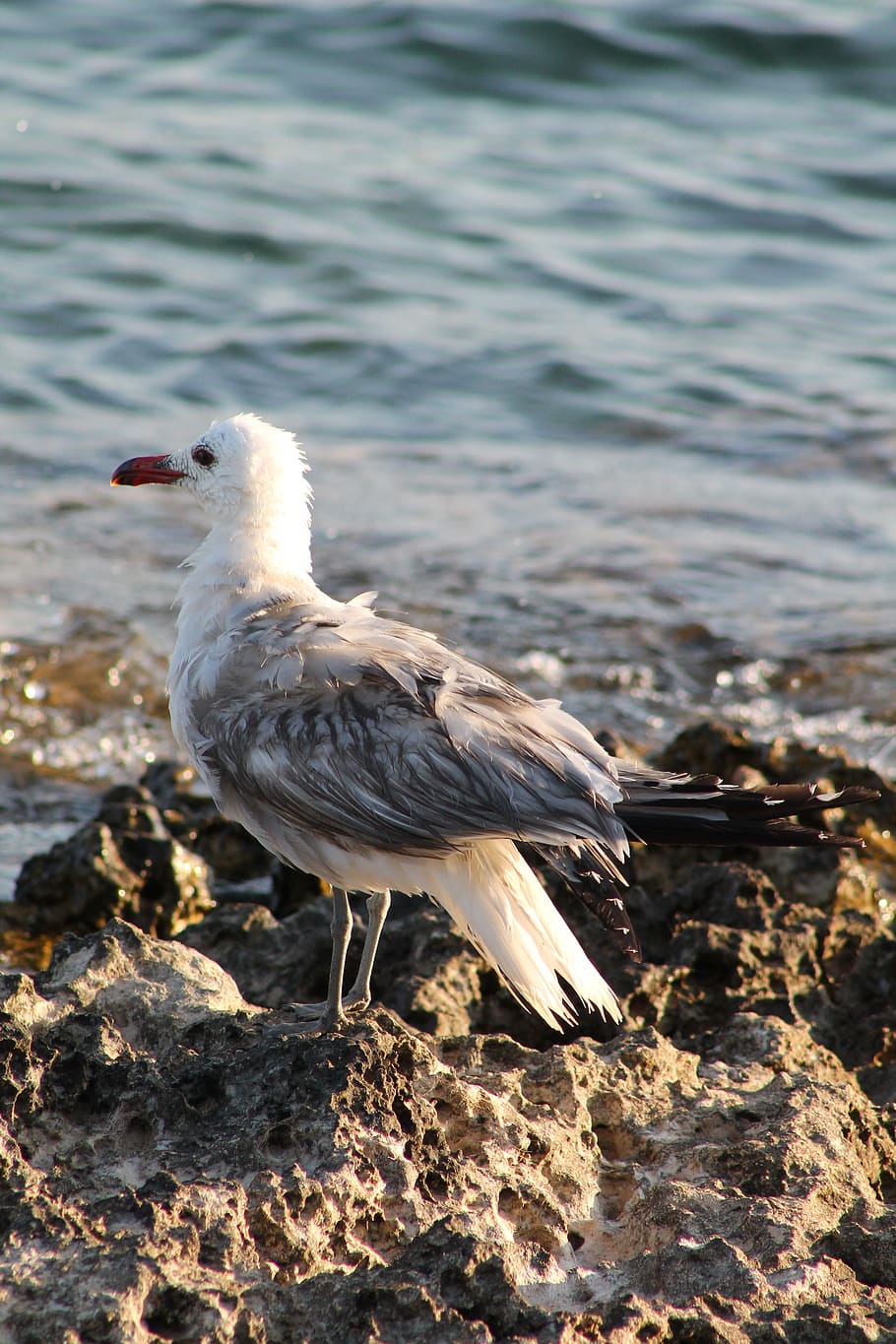 seagull, wet, bird, dry, gulls, nature, water bird, animal, animal themes, vertebrate