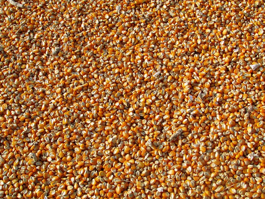 yellow corns, maize, corn, indian corn, vegetables, seeds, food, yellow, crop, harvest