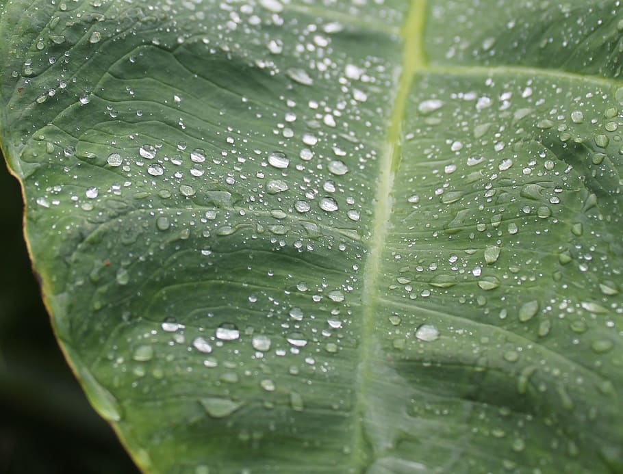 rain, drip, green, plant, leaf, water, raindrop, wet, nature, drop of water
